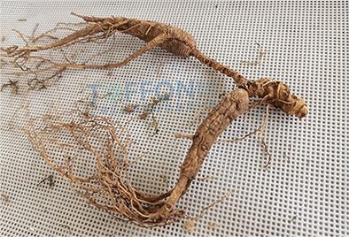 人參凍干：中藥材凍干機在凍干加工人參應用